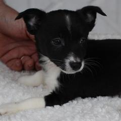 Beagles, Poodles, and Portuguese Podengo Pequenos from DK's Pups