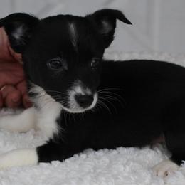 Beagles, Poodles, and Portuguese Podengo Pequenos from DK's Pups