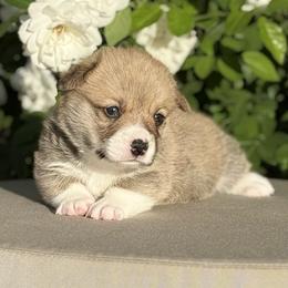 Pesto/Merlin - Pembroke Welsh Corgi puppy from Corgipuppystore