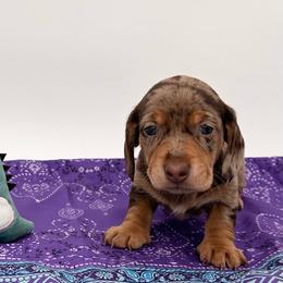 Yesy - Dapple male Dachshund puppy in Ben Wheeler, Texas from P&P Dachshunds