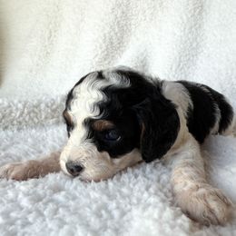Ginny - Tri-color female Cavapoo puppy in Redding, California from O’Hara  Doodles