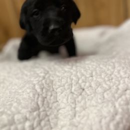 Labrador Retriever Puppies from Hunter’s Moon Retrievers