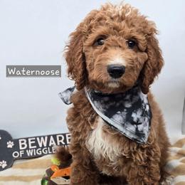 Waternoose - Red  male Goldendoodle puppy in Neillsville, Wisconsin from Granton Creek