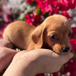 Brooks - AKC - Red male Dachshund puppy in Englewood, Florida from Dach of Doxies