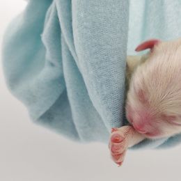 Companion Cross, Maltese, and Maltipoo Puppies from Seeking Shalom Acres Maltese, Maltipoos & Havamalts