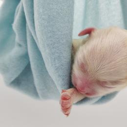 Companion Cross, Maltese, and Maltipoo Puppies from Seeking Shalom Acres Maltese, Maltipoos & Havamalts