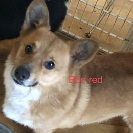 Boo - Pembroke Welsh Corgi