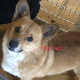 Boo - Pembroke Welsh Corgi