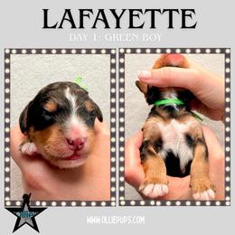 Lafayette (Green collar) - Tri-color male Bernedoodle puppy in Boiling Springs, South Carolina from OlliePups, LLC