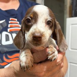 Dina - Piebald female Dachshund puppy in Sterling, Colorado from Country Chics Doxies