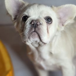 Maggie - Cream female French Bulldog puppy in Gasport, New York from Belleau Wood French Bulldog Manor & Folsom's House of Blues