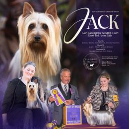 Jack - Silky Terrier