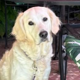 Golden Retrievers from Celtic Pride Goldens