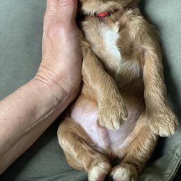 Goldendoodle Puppies from Beck Kennel