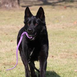 Negil - German Shepherd