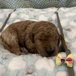 Coastie - Red  female Goldendoodle puppy in Camden, North Carolina from Oopsie Doodles of NC