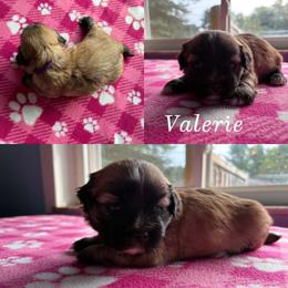 Valerie - Red gold female Lhasa Apso puppy in Cincinnati, Ohio from Shangri-La Lhasa Apsos