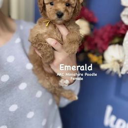 Bernedoodle, Cavapoo, Goldendoodle, and Poodle Puppies from Gypsi Doodles & Poodles