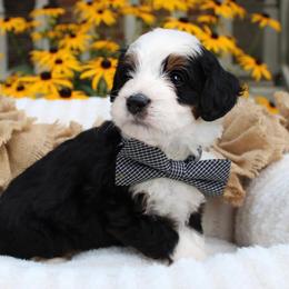Lance - Tri-color male Bernedoodle puppy in Perrysville, Ohio from Pleasant Valley Bernedoodles