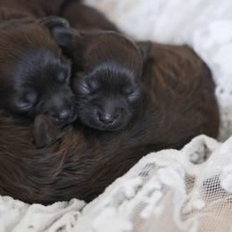 Shihpoo Puppies from The Teddybear Shihpoo