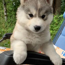 Siberian Husky Puppies from Canace Siberians