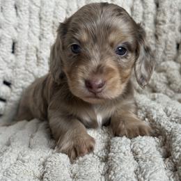 Rapunzel - Chocolate and cream female Dachshund puppy in Grants Pass, Oregon from Redwood Dachshunds