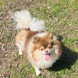 Starfish - Chocolate parti female Pomeranian puppy in Buck Valley, Pennsylvania from Buck Valley Pomeranians