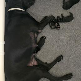 Blue - Black male Labrador Retriever puppy in Lubbock, Texas from Bentwood Cove Kennel