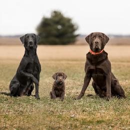 Labrador Retriever Puppies from Southtown Retrievers
