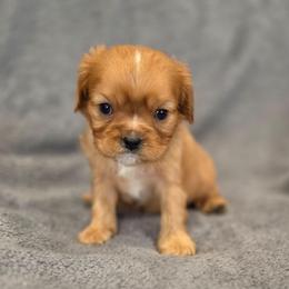 Nash - Ruby male Cavalier King Charles Spaniel puppy in Romeoville, Illinois from KonopkaKennelsLLC