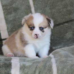 Porsche - Red merle and white female American Corgi puppy in Scio, Oregon from Abundant Joy Corgis