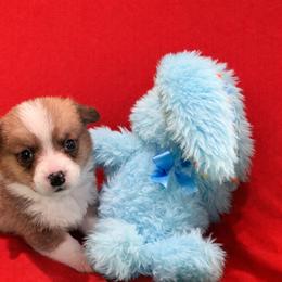 13 red collar - Fawn male Pembroke Welsh Corgi puppy in Port Republic, Maryland from Bestfurends