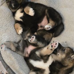 Shiba Inu Puppies from ScrapiShibas