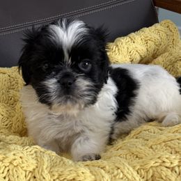 McGee - Black and white male Shih Tzu puppy in Fredericksburg, Virginia from Pumpkin Patch Pups
