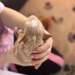 Goldendoodle Puppies from North Star Dog Training