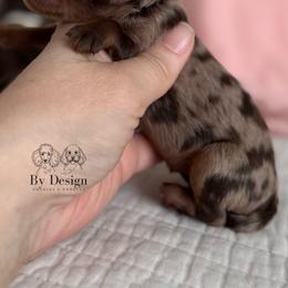 Keepsake - Merle female Cavapoo puppy in Beckley, West Virginia from By Design Doodles
