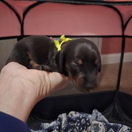 Yellow Boy - Black and tan male Dachshund puppy in Mulberry, Florida from J's Mini Dachshunds