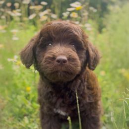 Rowan - Chocolate male Goldendoodle puppy in Clinton Township, New Jersey from Harmony Goberians