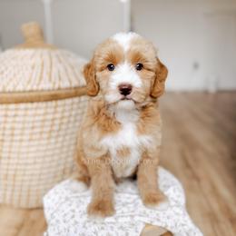Thriller - Red  male Goldendoodle puppy in Syracuse, Indiana from The Doodle Cove
