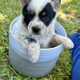 Australian Cattle Dog Puppies from McCalls Cattle Dogs