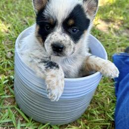 Australian Cattle Dog Puppies from McCalls Cattle Dogs