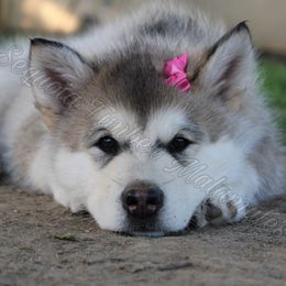 Alaskan Malamute Puppies from Sequoia Timber Malamutes