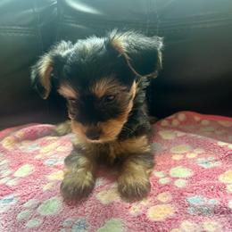 Harley - Black and tan female Yorkipoo puppy in Silver Springs Shores, Florida from Top Notch Pupz