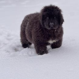 Amore - Black female Newfoundland puppy in Nevis, Minnesota from Faithful Acres Newfs