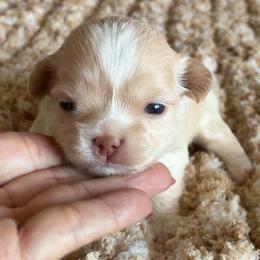 Summer - Fawn and white female Chihuahua puppy in Menifee, California from Lane’s Little Long Coats