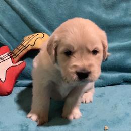 Prince - Light golden male Golden Retriever puppy in Ennis, Texas from Amberidge Golden Retrievers