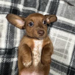 Clementine - Red female Dachshund puppy in Dike, Texas from Texas Blessed Dachshunds