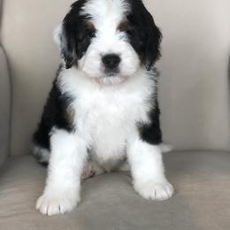 Bernedoodle Puppies from Sweet Pea Bernedoodles