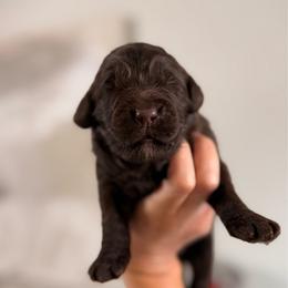 Rowan - Chocolate male Goldendoodle puppy in Cold Spring, Minnesota from A.N.A. Doodles