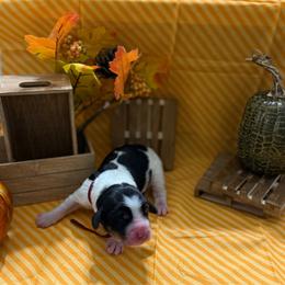 Cidar - Black white and tan female English Springer Spaniel puppy in Braidwood, Illinois from A & R Springers